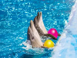 Dolphinarium Pattaya Tickets: Thai Residents